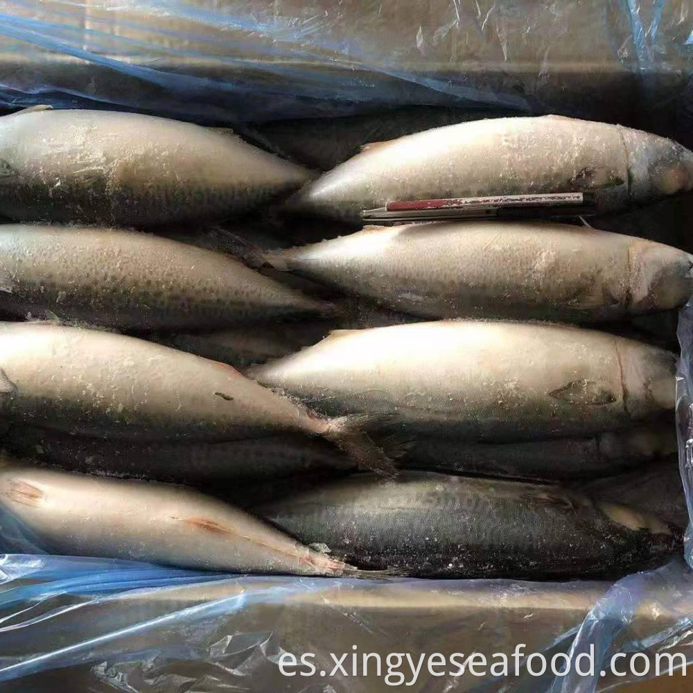 Frozen Mackerel